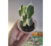 Фікус Бенджаміна Старлайт(Ficus benjamina Starlight )